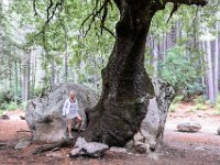 22-09 18-04-15-IMG 9460 - Chêne entre rochers